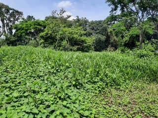 Terreno en Venta a Orilla de Calle en Coatepeque - 4