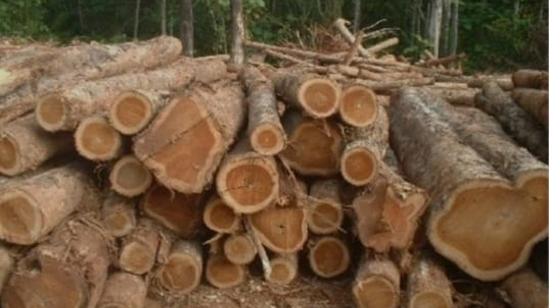 Finca Forestal en Petén – 18 caballerías tituladas de Teca