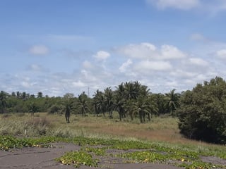 Terreno en venta Sipacate Escuintla  - 4
