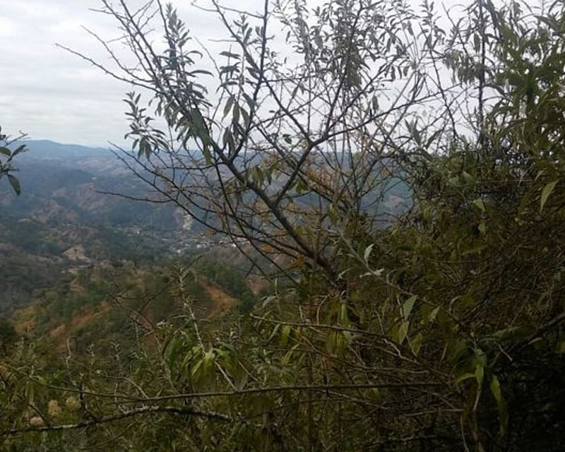 En Venta 70 Manzanas Terreno Boscoso San Pedro Ayampuc
