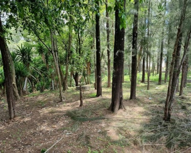Terreno en Renta para Vivero o Restaurante tipo Pérgola