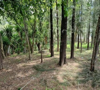 Terreno en Renta para Vivero o Restaurante tipo Pérgola
