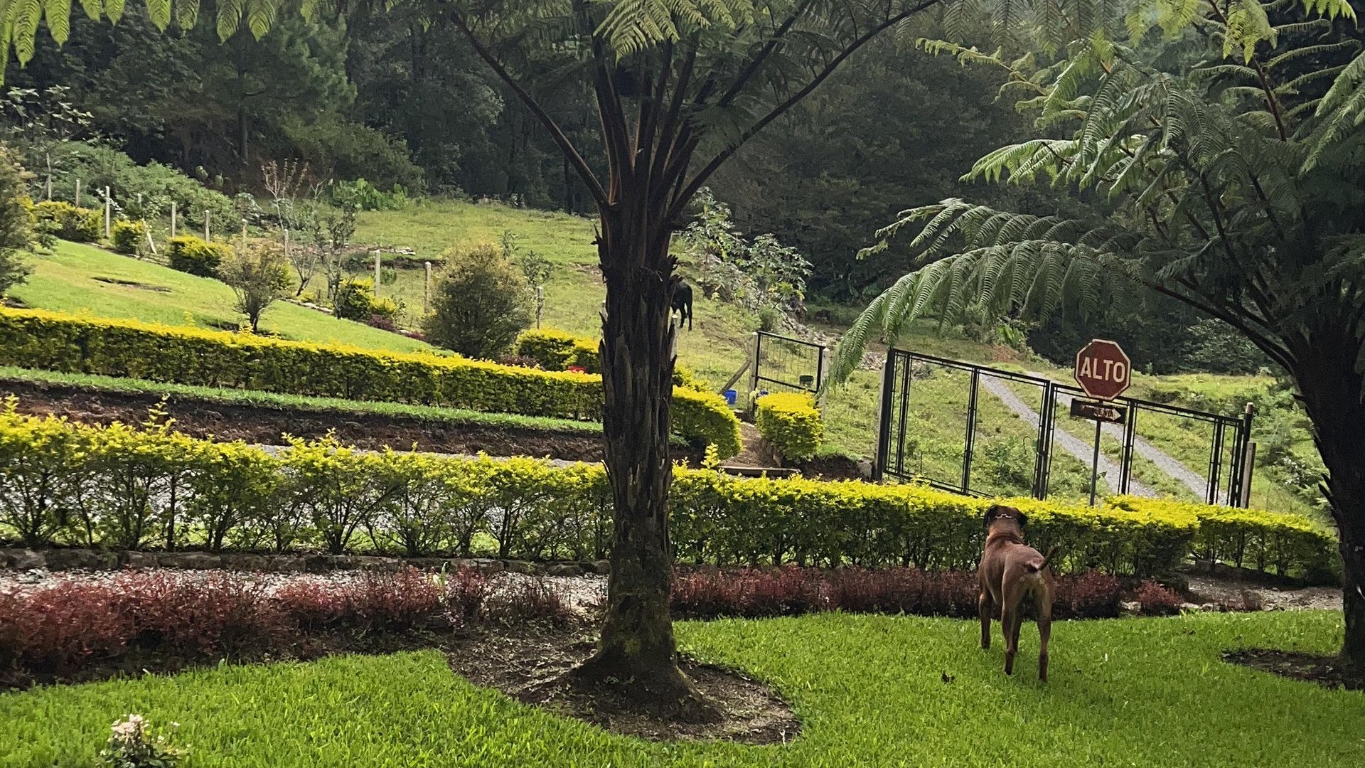 Finca comercial 26 manzanas en Venta en la Verapaces  - Miniatura 18