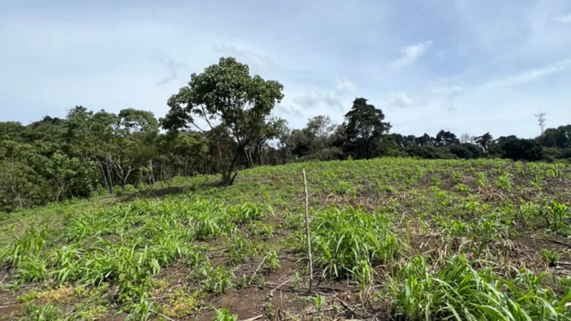 Terreno 12 Manzanas en Venta Carretera a El Salvador - Miniatura 12