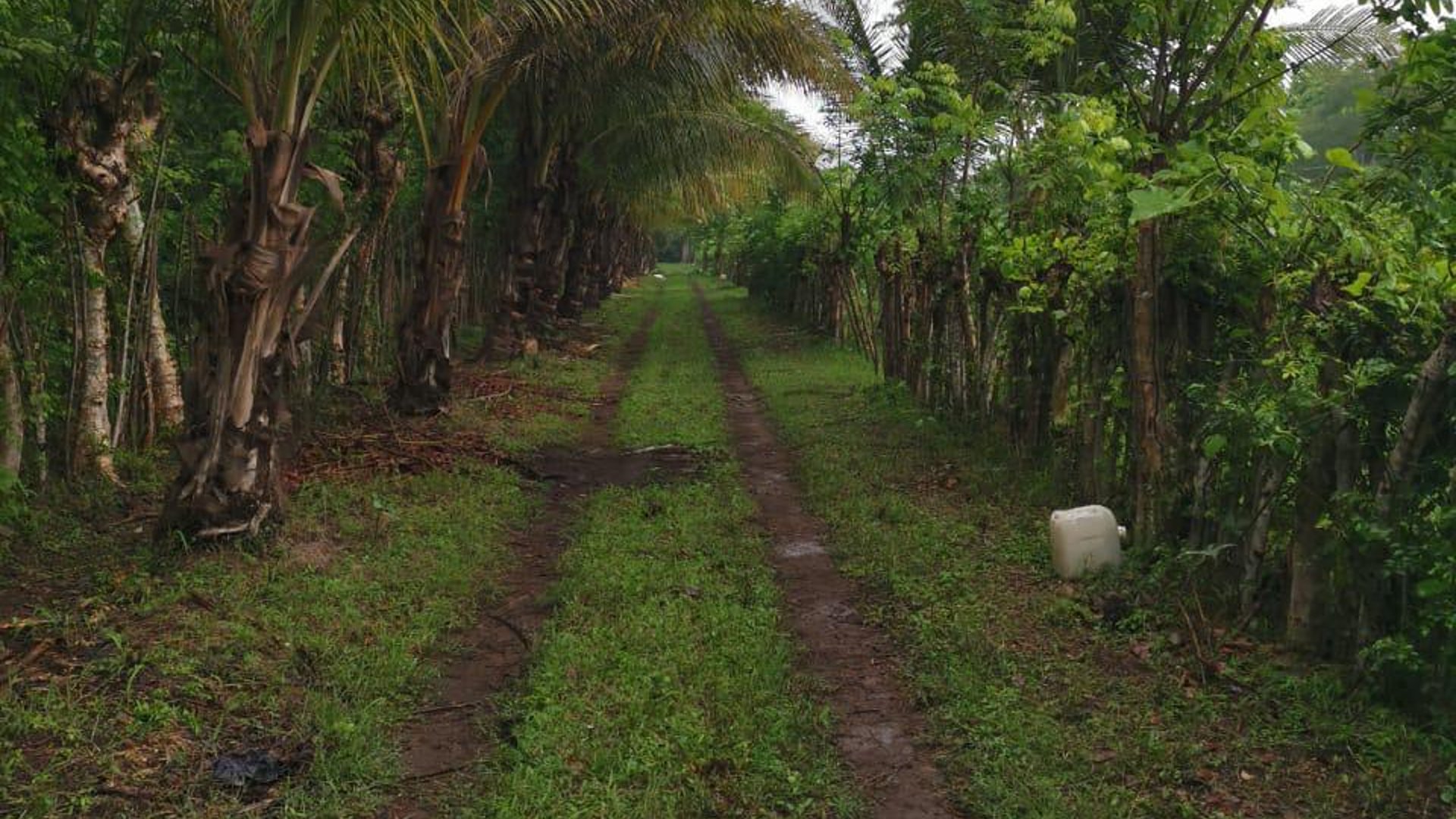 Terreno en Venta Km. 81 Masagua, antigua carretera a Puerto Quetzal - Miniatura 10