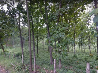 Propiedad en Izabal  - 3