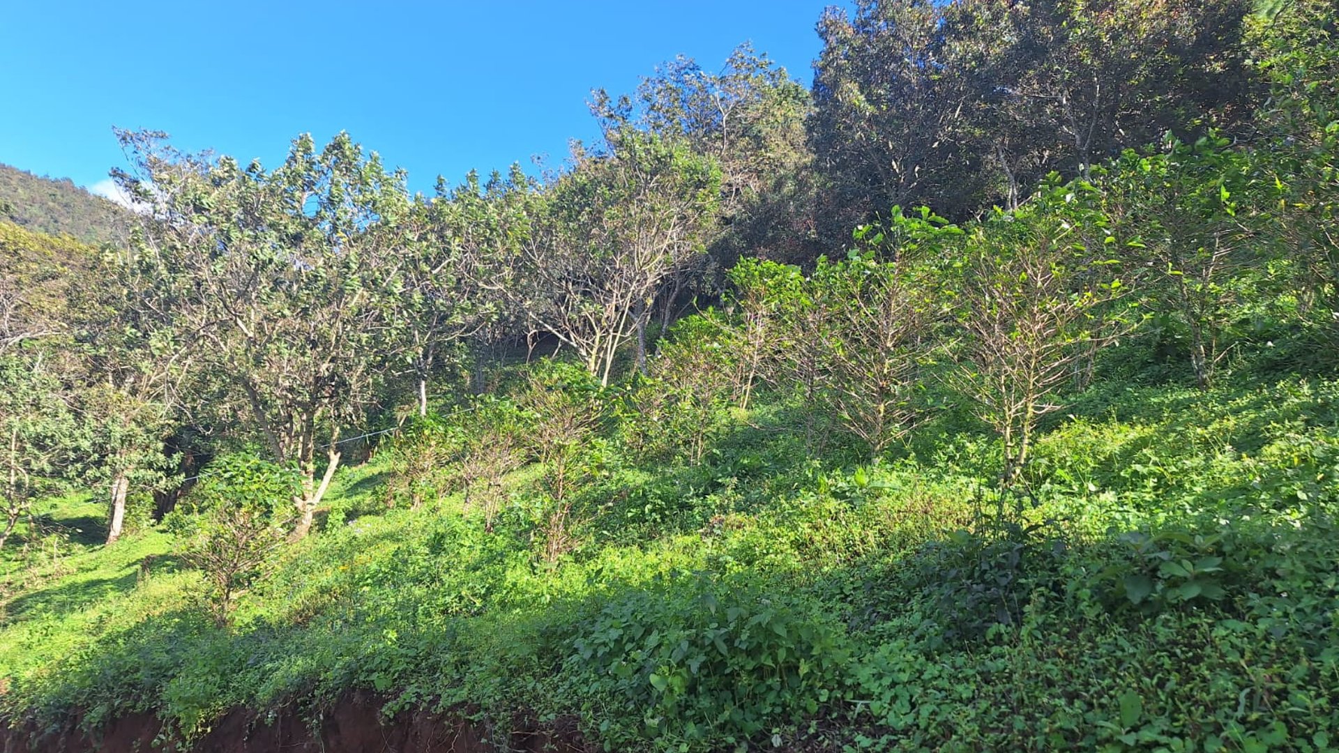 Terreno en Venta Santa Rosa de Lima