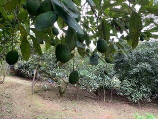 Granja en venta / Santa Lucía Milpas altas - 5