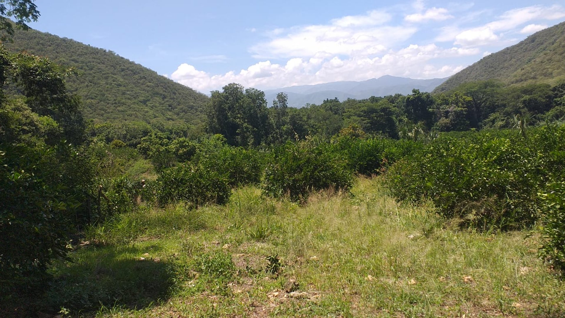 FINCA EN VENTA EN EL PROGRESO 