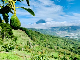 VENTA DE ESPECTACULAR FINCA EN PRODUCCIÓN - SAN VICENTE PACAYA - 4