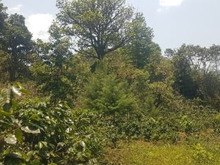 Terreno en Venta en Santa Cruz Verapaz, Alta Verapaz - 4