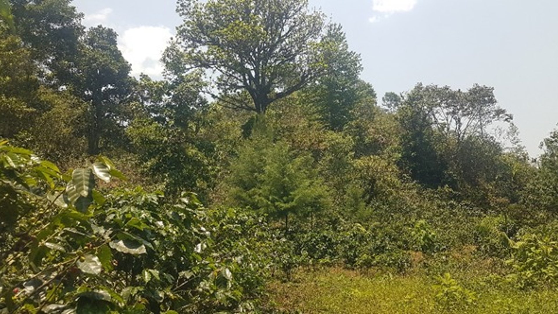 Terreno en Venta en Santa Cruz Verapaz, Alta Verapaz - Miniatura 4