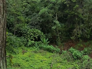 SANTA ROSALÍA / Terrenos en venta km 12.5 santa Rosalía - 4