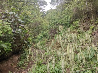 TERRENO EN VENTA EN KM 21.5 EN MIXCO - 2