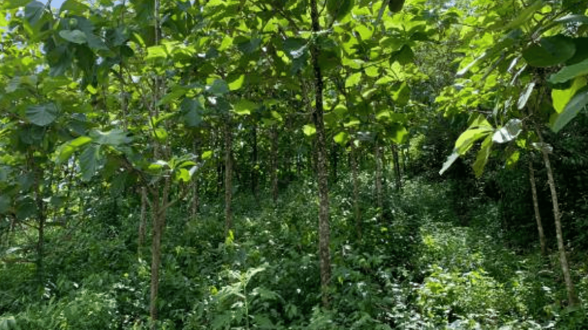 Finca en VENTA en  Municipio Nuevo Chahal, Alta Verapaz - Miniatura 7