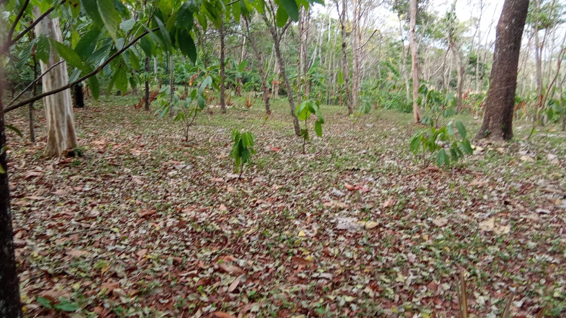 12 manzanas en San Bernardino, Suchitepequez  - Miniatura 4