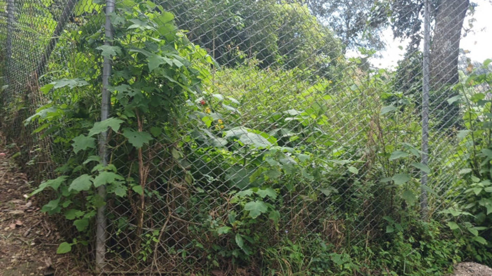 TERRENO EN VENTA EN SAN LUCAS SACATEPEQUEZ - Miniatura 8