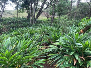74 Manzanas en venta en Aldea El Mirador Gualan Zacapa - 2
