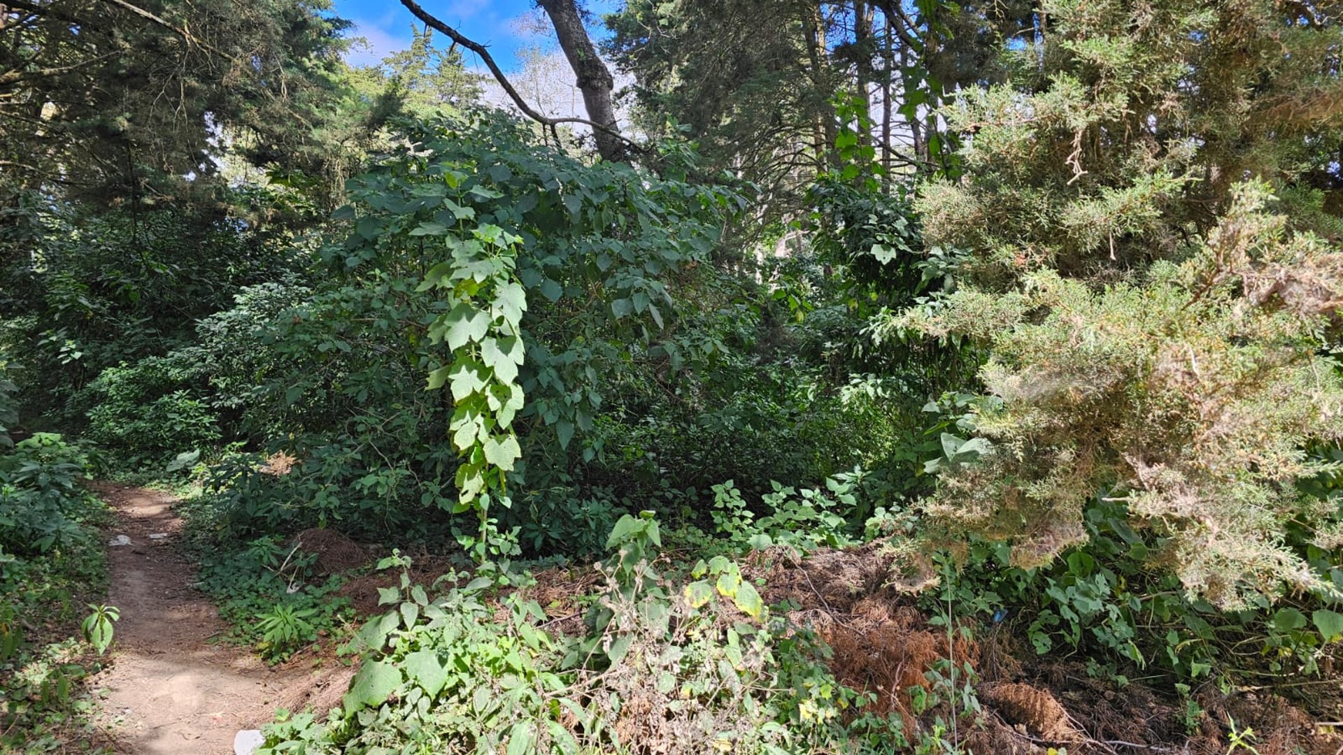 Terreno en Venta  en Santa Amelía Santiago Sacatepequez - Miniatura 7
