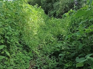 Terreno en VENTA en Santa Elena Barillas - 3