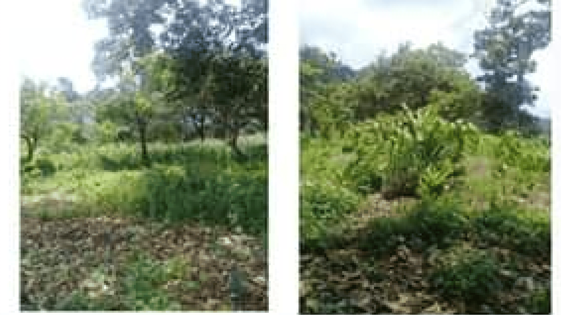 Venta de granja, Palín  - Miniatura 2