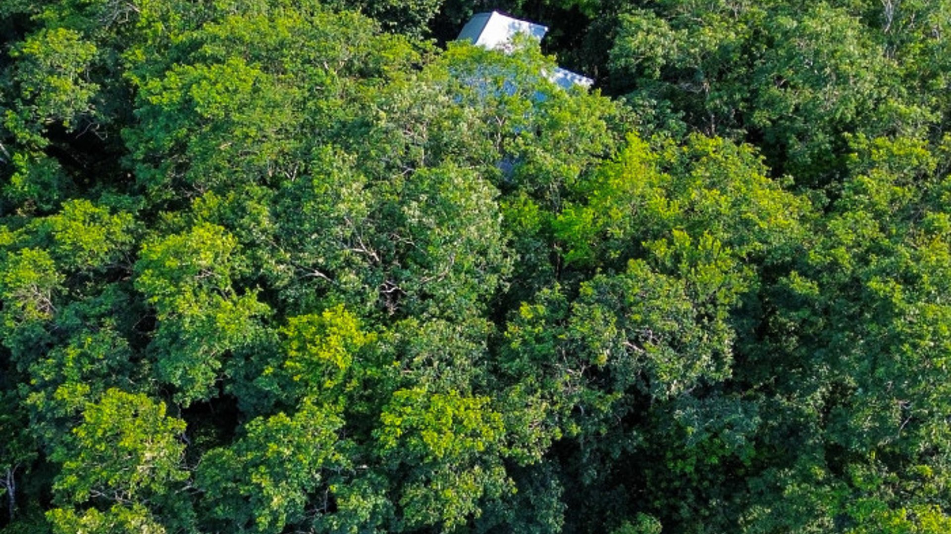 Terreno en Venta El Remate Flores Peten - Miniatura 8