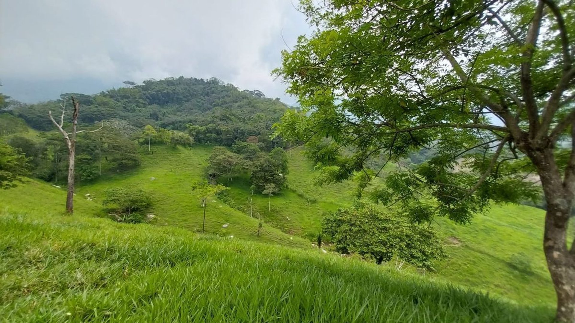 Finca en VENTA de 2 caballerías en Chicacao, Suchitepéquez - Miniatura 7