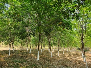 Finca en venta en Coatepeque Quetzaltenango Ref-5948 - 2