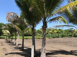 Vendo Terreno en Playa Ocean Side Monterrico - 3
