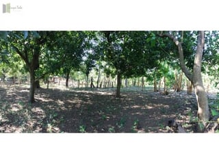 Finca en Venta en  Guanagazapa Escuintla - 3