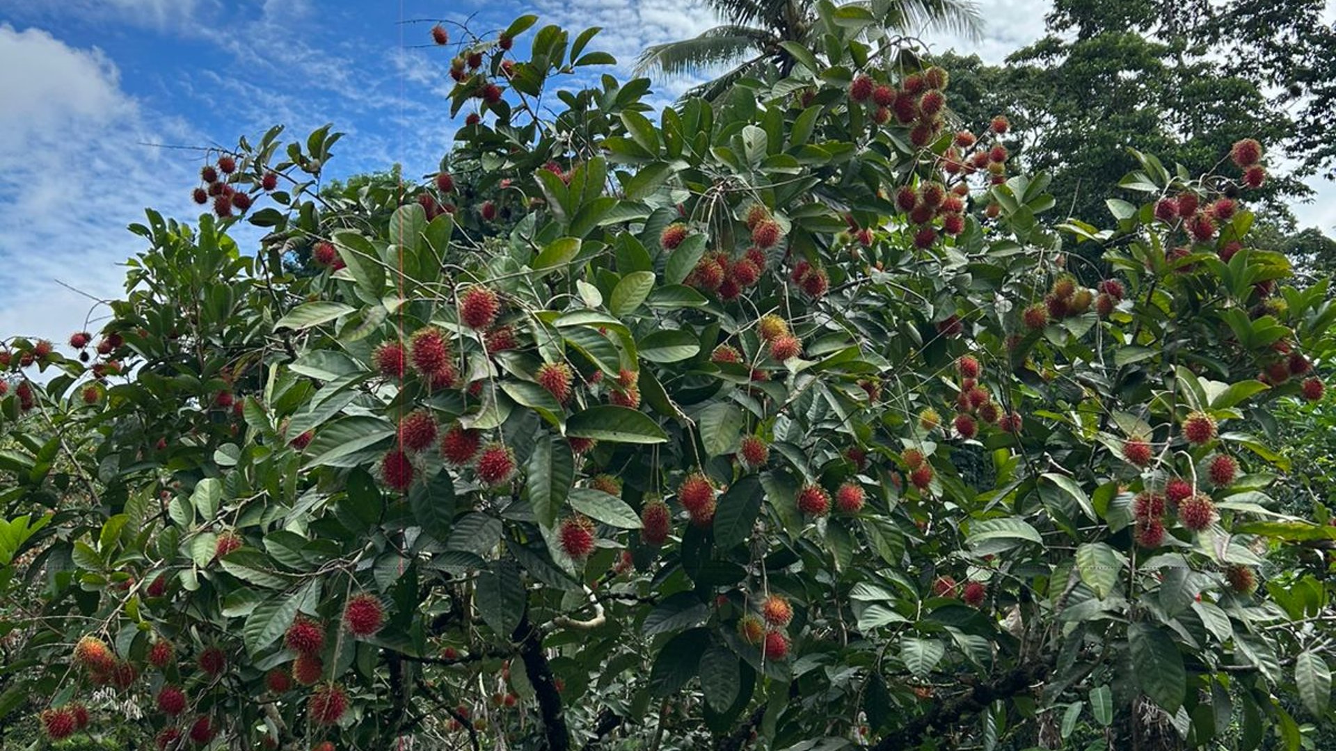 FINCA PRODUCTIVA EN VENTA – INVERSIÓN DE ALTO RENDIMIENTO  -- RAMBUTAN Y ARBOLES CITRICOS