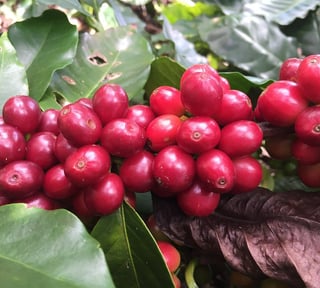 Finca en VENTA en  Barberena, Santa Rosa