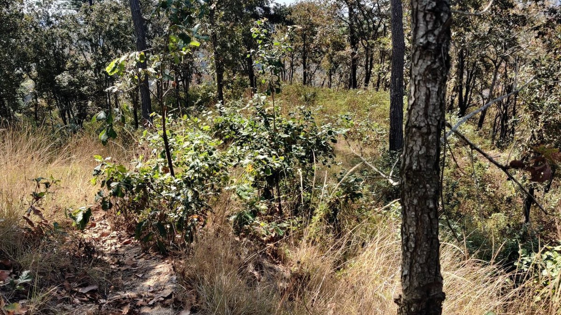 Vendo terreno,  Finca el Guayabo
