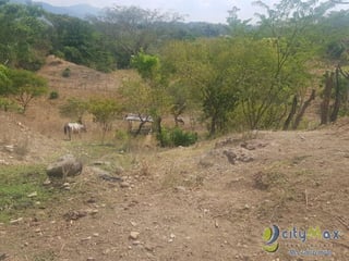 Vendo Finca de 8.8 mazanas en Oratorio, Santa Rosa - 4