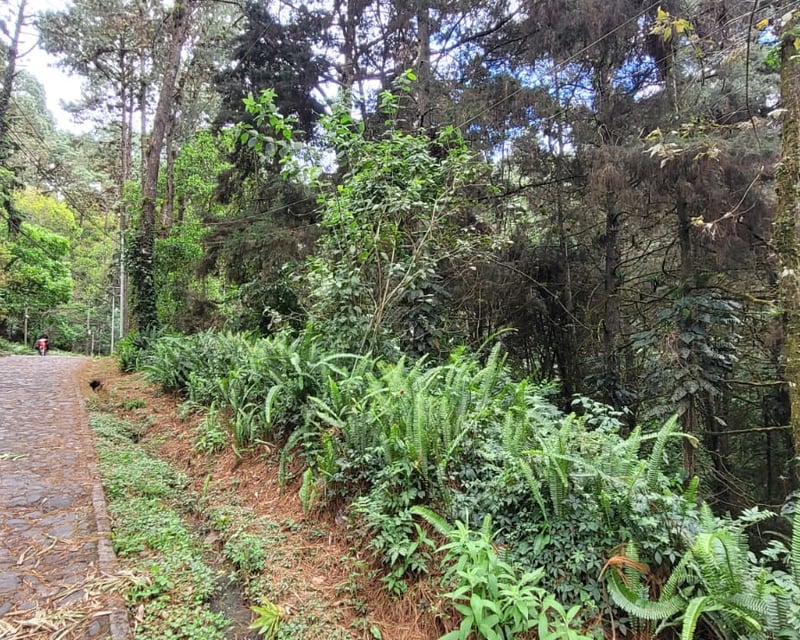Terreno en condominio residencial CAES
