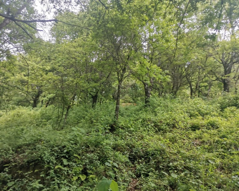 TERRENO EN VENTA EN KM 21.5 EN MIXCO