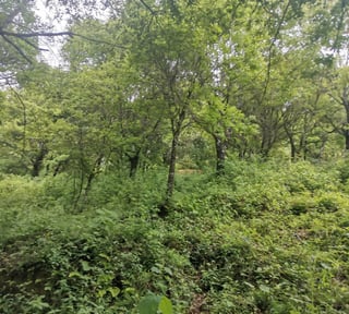 TERRENO EN VENTA EN KM 21.5 EN MIXCO