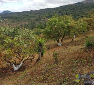 Terreno en Venta de 2.6 manzanas en San Vicente Pacaya
