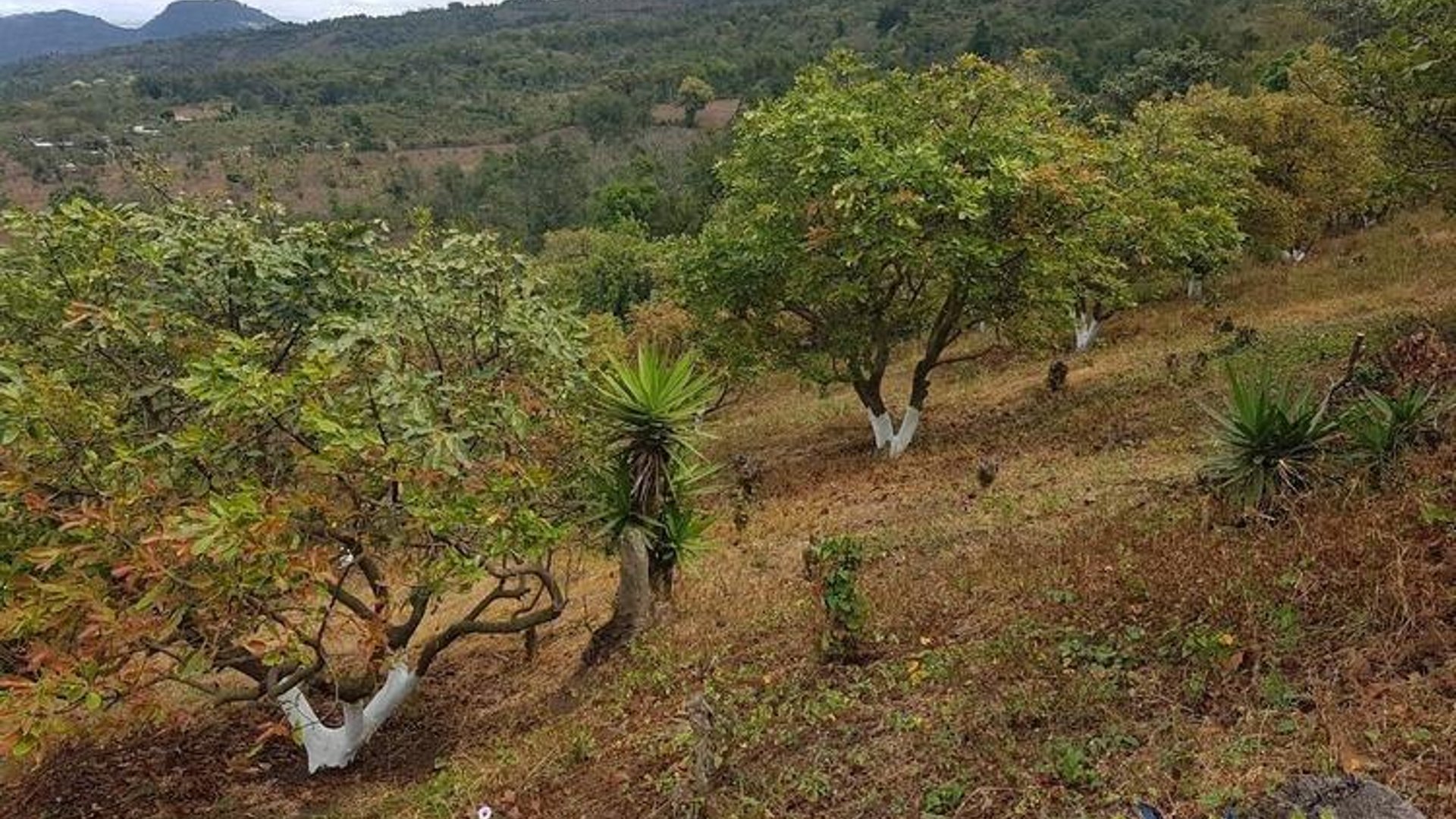 Terreno en Venta de 2.6 manzanas en San Vicente Pacaya