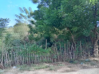 LOTE EN VENTA EN EL VALLE DEL MOTAGUA GUALAN ZACAPA - 4
