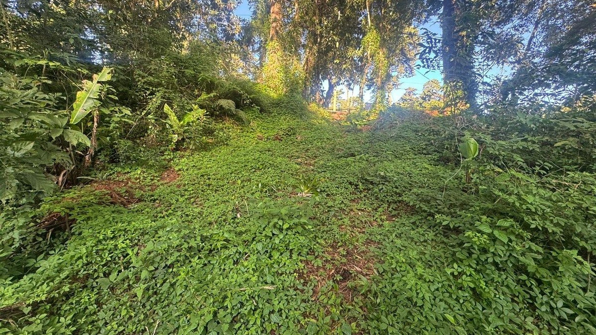 TERRENO EN VENTA EN SANTA ROSALIA - Miniatura 4
