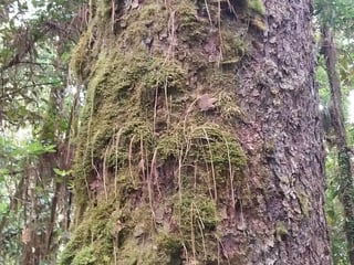Finca Forestal de Pino en Venta | La Esperanza - 2
