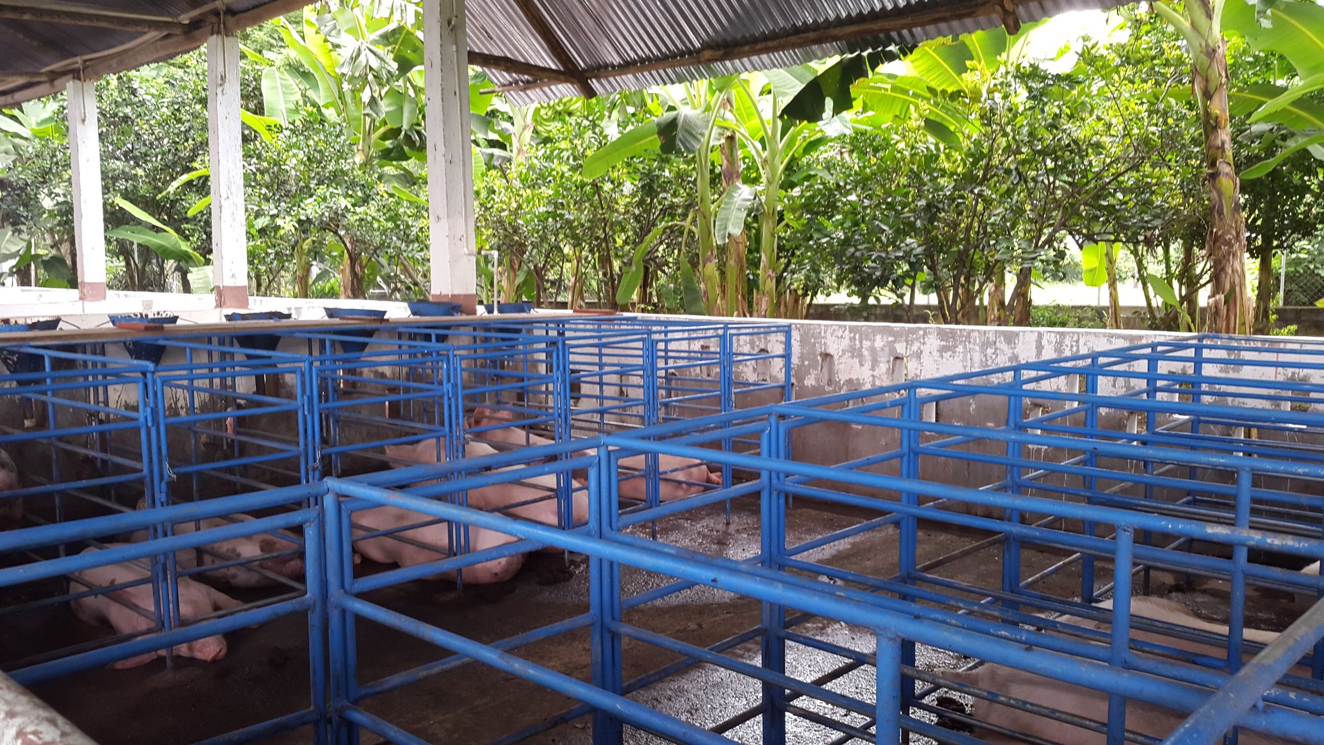 FINCA EN VENTA EN ALDEA EL SAUCE  - Miniatura 28