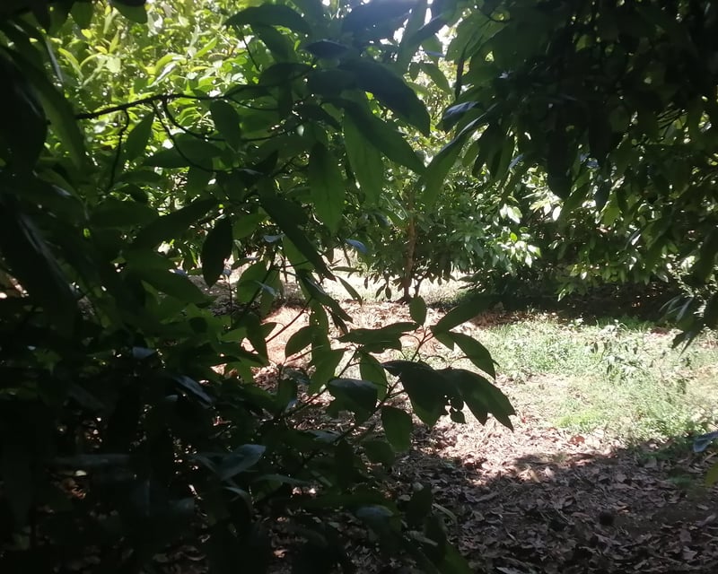 VENTA FINCA CON CULTIVO DE MANGO EN CHIQUIMULILLA