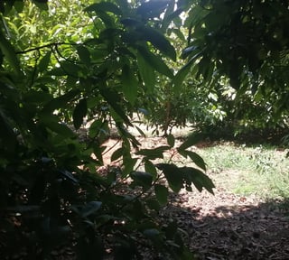 VENTA FINCA CON CULTIVO DE MANGO EN CHIQUIMULILLA