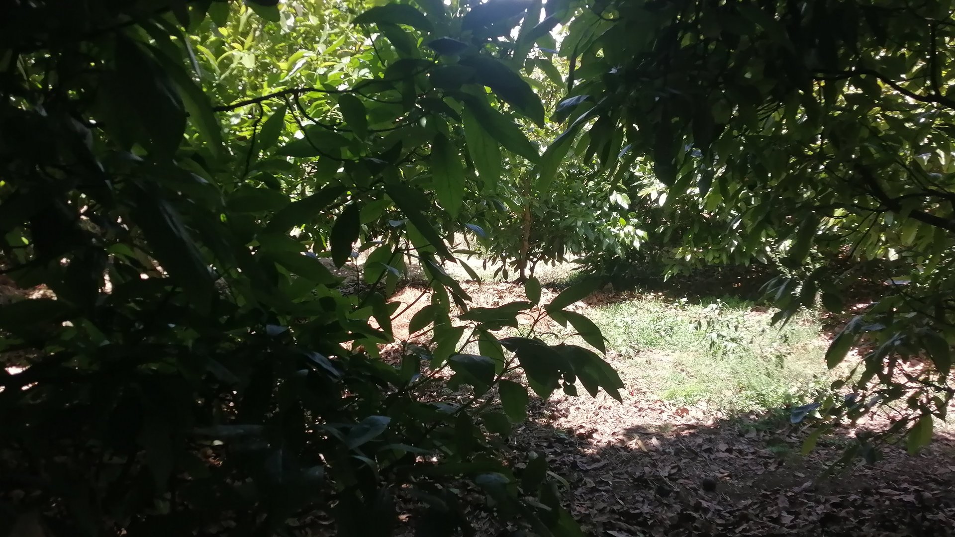VENTA FINCA CON CULTIVO DE MANGO EN CHIQUIMULILLA