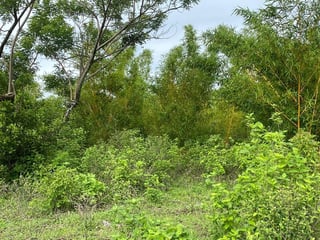 Terreno de 10 manzanas en venta – El Jocotillo, Villa Canales - 2