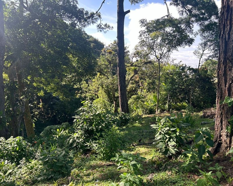 Terreno a la venta Santa Rosalía, km 12.5 CAES