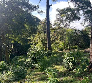 Terreno a la venta Santa Rosalía, km 12.5 CAES