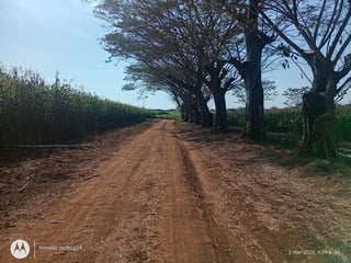 FINCA DE CACAO  EN VENTA – Retalhuleu - 2